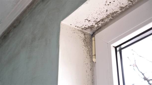 Best Mold Removal and Inspection  in Litchfield Beach, SC