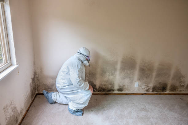 Best Toxic Mold Removal  in Litchfield Beach, SC