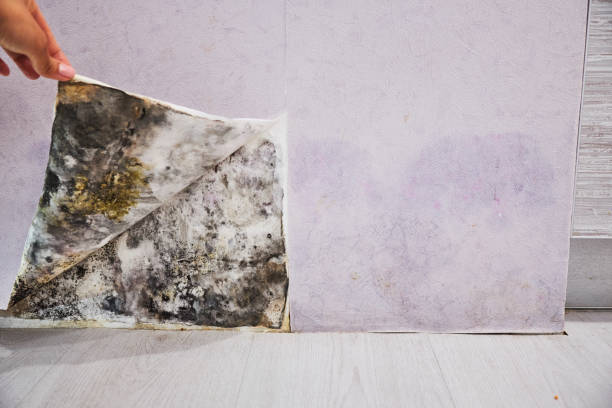 Best Mold Testing  in Litchfield Beach, SC